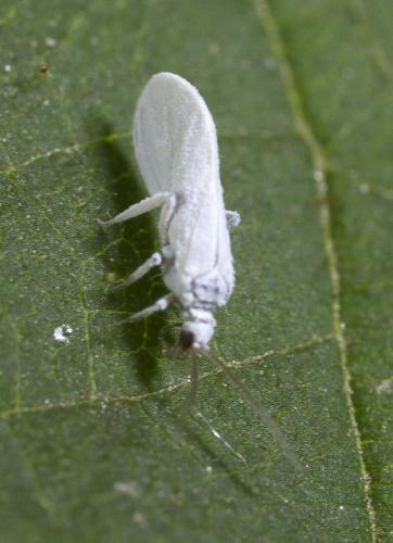 Semidalis sp.