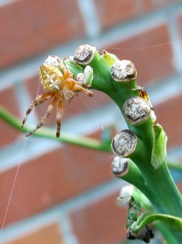 Araneus diadematus