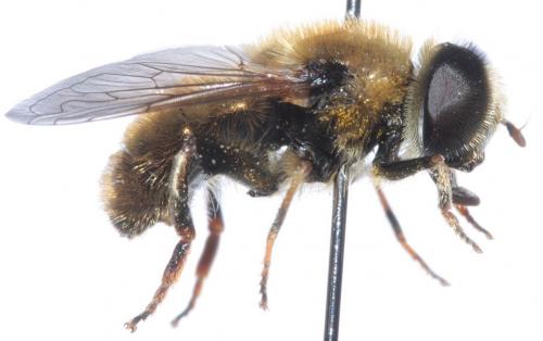 Merodon sp.