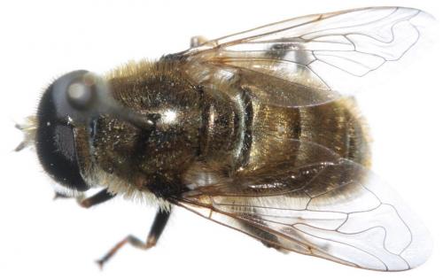 Réf. 61 991 : Merodon sp.