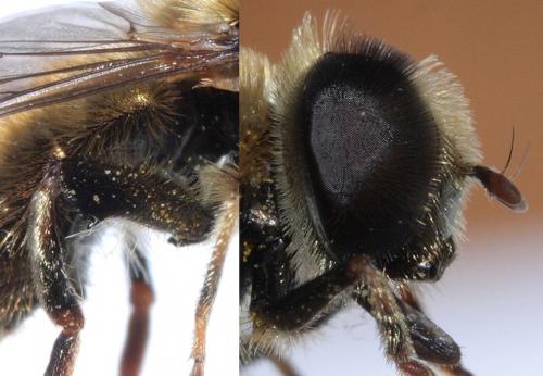 Merodon sp.