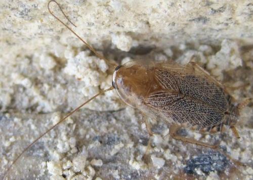 Planuncus vinzi