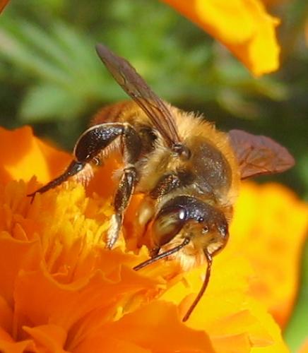 Megachile sp.