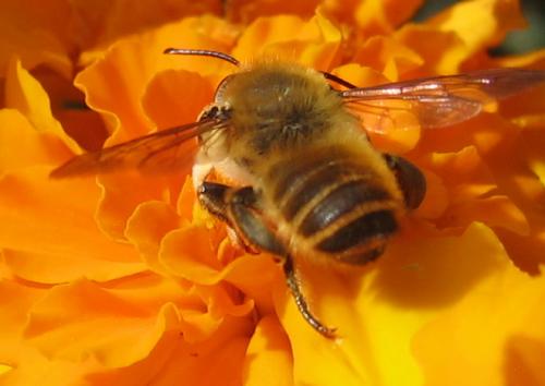 Megachile sp.