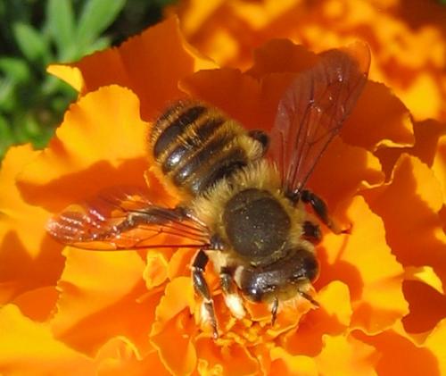Megachile sp.
