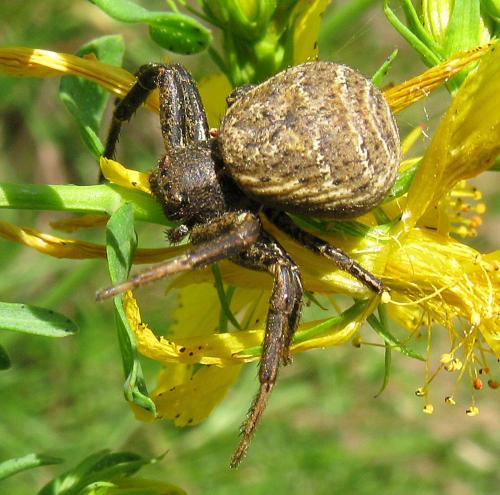 Xysticus sp.