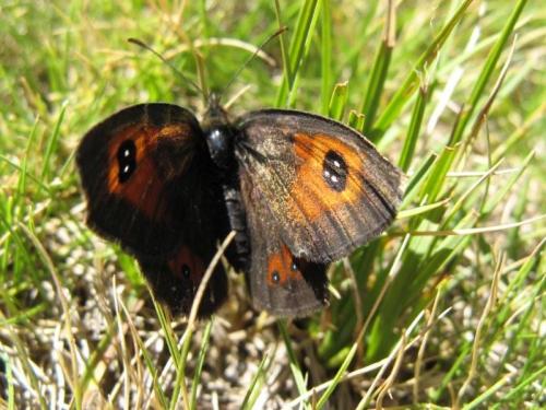 Erebia rondoui