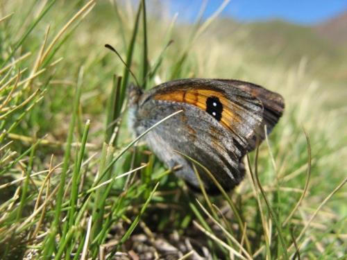 Erebia rondoui