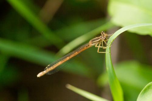 Réf. 61 684 : Platycnemis acutipennis