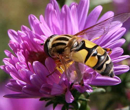 Réf. 61 385 : Helophilus trivittatus