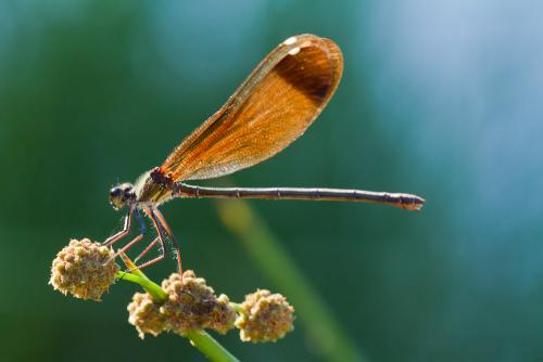 Calopteryx haemorrhoidalis