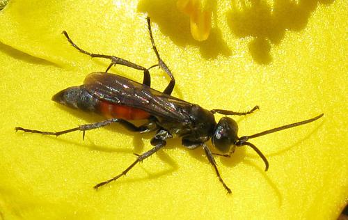 Réf. 61 553 : Pompilinae inconnu