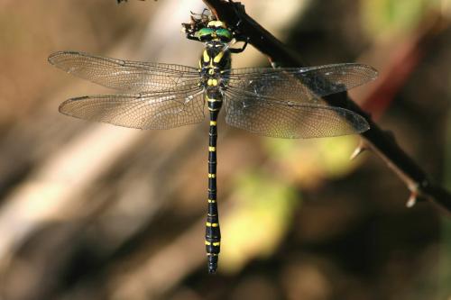Réf. 61 231 : Cordulegaster boltonii