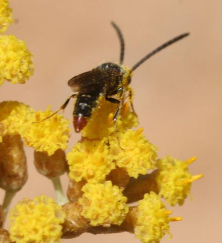 Réf. 61 204 : Poecilotiphia rousselii
