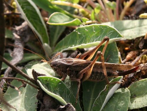 Réf. 61 576 : Platycleis albopunctata
