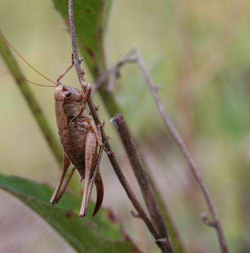 Pholidoptera griseoaptera