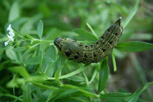 Deilephila elpenor