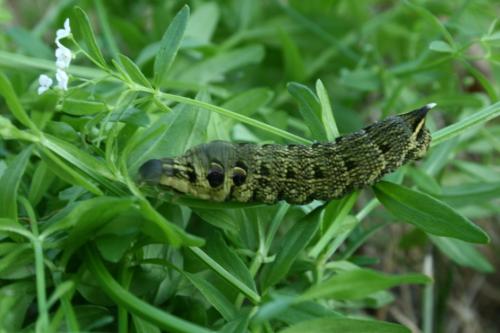 Deilephila elpenor