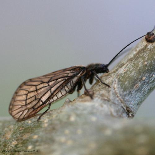Sialis sp.