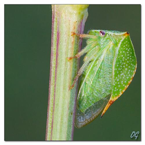 Réf. 61 320 : Stictocephala bisonia
