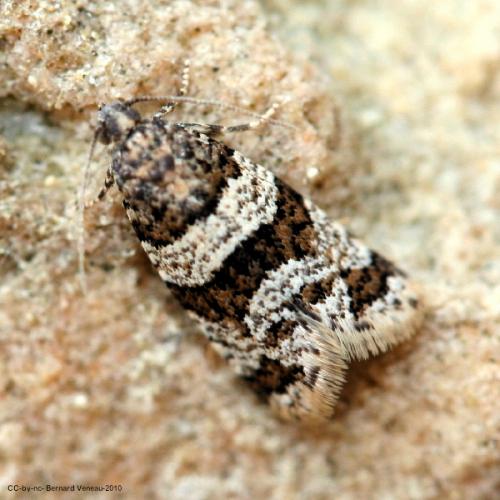 Isotrias rectifasciana