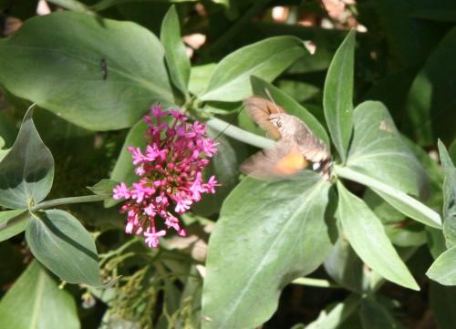 Macroglossum stellatarum