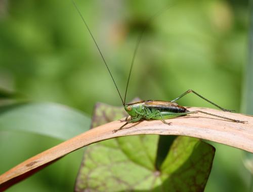 Réf. 61 948 : Conocephalus dorsalis