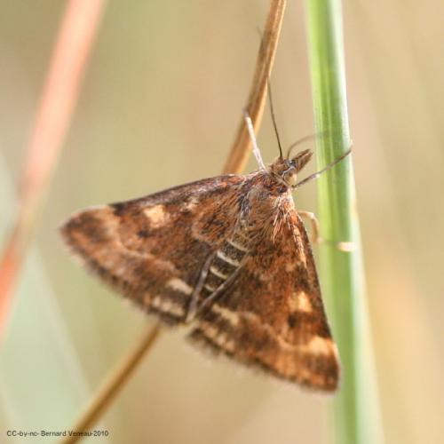 Pyrausta despicata
