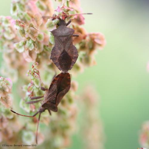 Coreus marginatus