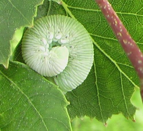 Trichiosoma sp.