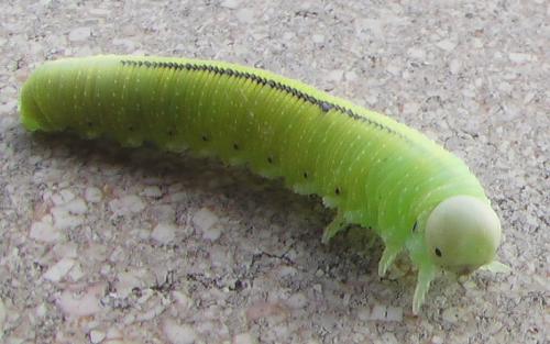 Réf. 61 986 : Cimbex femoratus