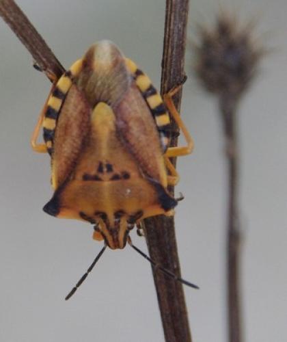 Réf. 61 686 : Carpocoris fuscispinus