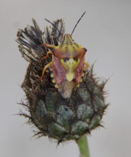 Carpocoris purpureipennis