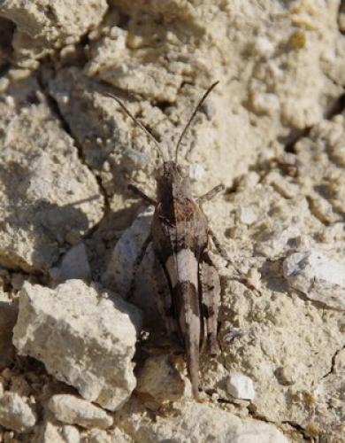 Oedipoda sp.