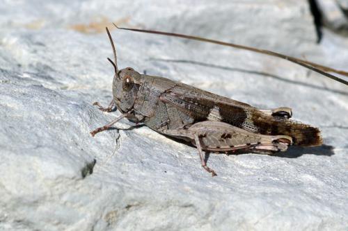 Réf. 61 647 : Aiolopus strepens