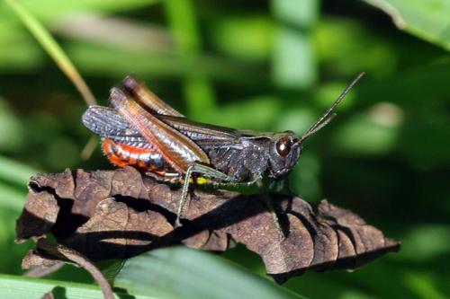 Réf. 61 649 : Omocestus rufipes