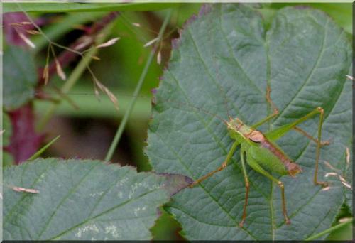 Leptophyes punctatissima