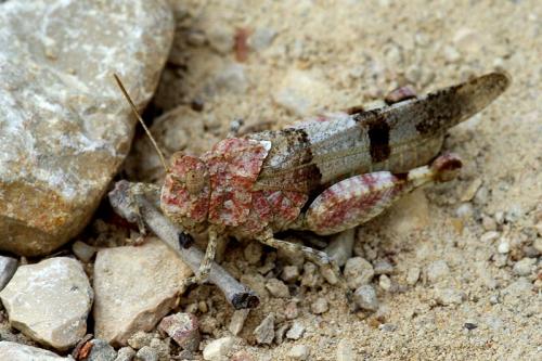 Réf. 61 650 : Oedipoda sp.
