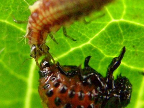 Chrysoperla carnea