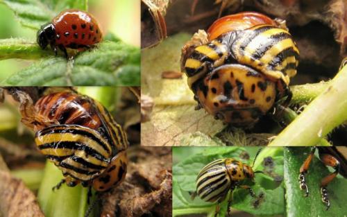 Réf. 61 328 : Leptinotarsa decemlineata