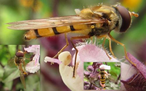 Episyrphus balteatus