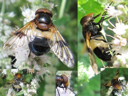 Volucella pellucens