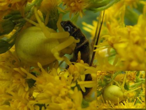 Misumena vatia