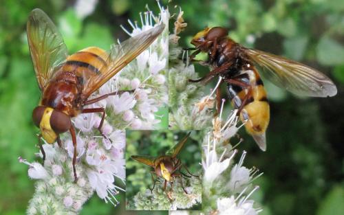 Volucella zonaria