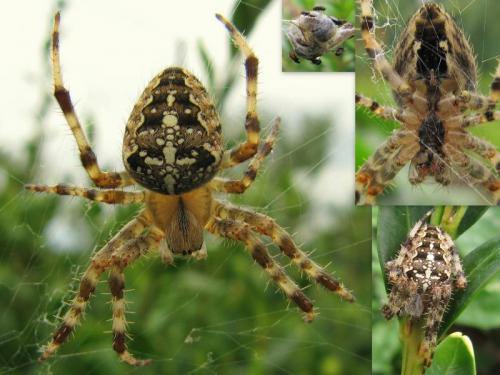 Araneus diadematus
