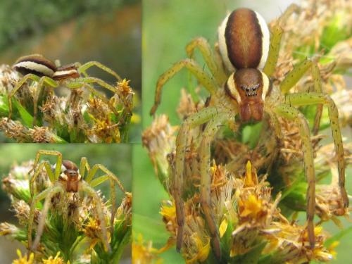 Dolomedes sp.