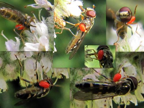Réf. 61 996 : Platycheirus scutatus