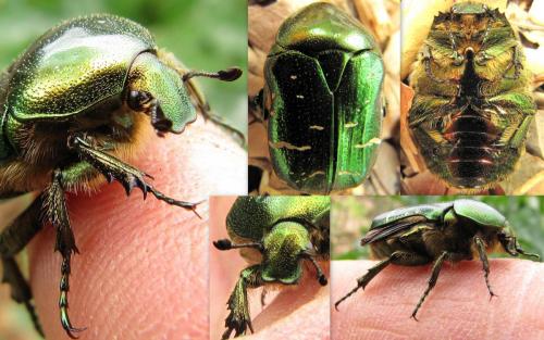 Réf. 61 258 : Cetonia aurata aurata