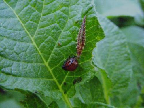 Chrysoperla carnea