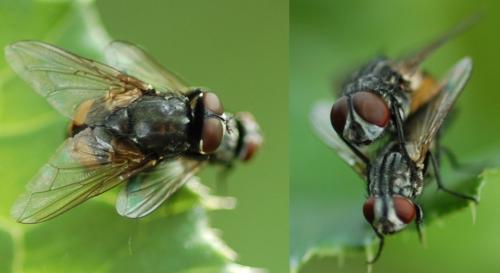 Musca autumnalis